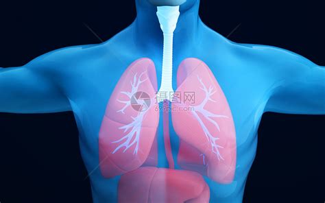 人体气管图片素材-正版创意图片401795942-摄图网