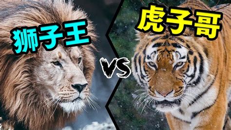 狮子 VS 老虎，到底谁更甚一筹呢？看完你别不信！#知识π计划-知识抢先知#_腾讯视频