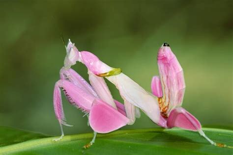 拟态螳螂你了解多少？兰花螳螂美若天仙，枯叶虫蠢萌可爱！