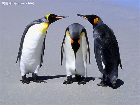 到南极拍摄企鹅是种怎样的体验 – FOTOMEN