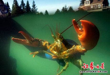 木怀蛙图片