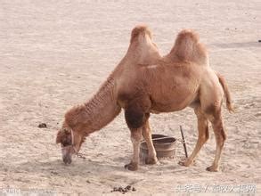 行走的骆驼图片-沙漠上行走的骆驼素材-高清图片-摄影照片-寻图免费打包下载