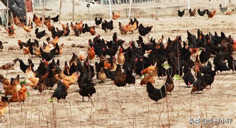 养鸡场需要什么设备 —【发财农业网】