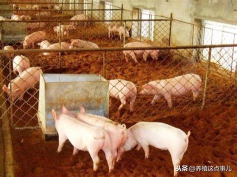 猪场人工授精和自然交配成本比较-饲养管理