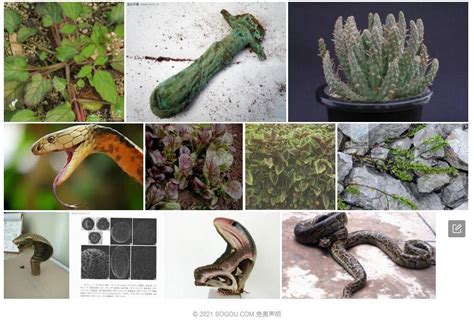 蛇瓜植物的图像拍摄高清图片下载-正版图片506718518-摄图网