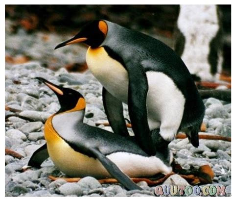 企鹅产卵 企鹅繁衍后代的过程_华夏智能网