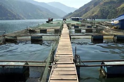 中国水产养殖行业发展趋势分析与投资前景预测报告（2022-2029）