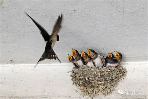 爱鸟周 | 温州最常见的十种鸟 观鸟护鸟从认识鸟儿开始！-新闻中心-温州网