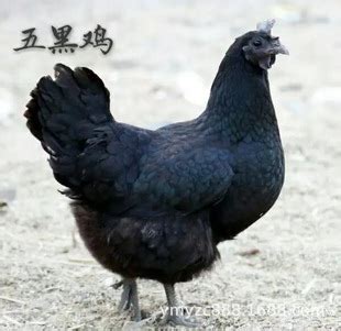 五黑鸡图片