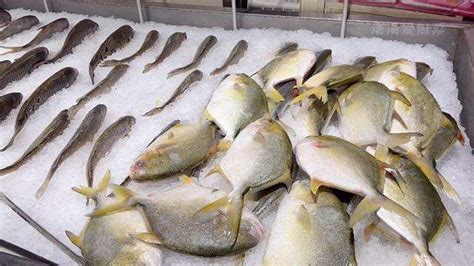 买鱼时，认准这8种纯野生海鱼，难以人工养殖，很多人都不知道 - 知乎