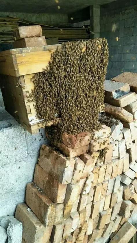 蜜蜂养殖有哪些秘诀？ - 养蜂技术 - 酷蜜蜂