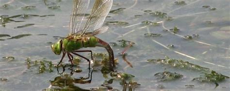 蜻蜓为什么要点水?受精卵在水中才能孵化(繁衍动作)_探秘志