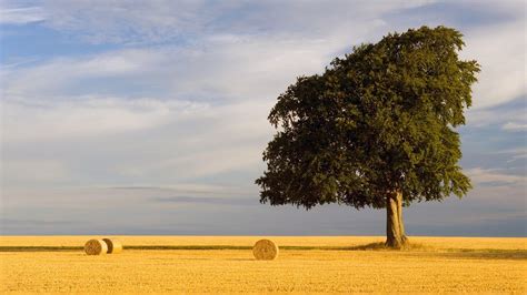 #440147 grass, hay bales, trees, field, sky, nature - Rare Gallery HD ...