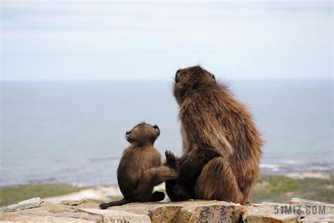 海猴子图片