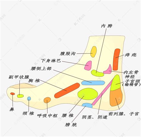 足部穴位图图片