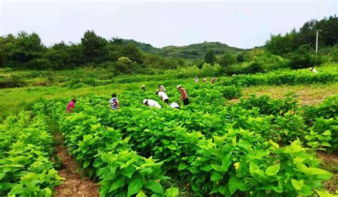 广西融水：桑蚕生产新技术助增收-人民图片网