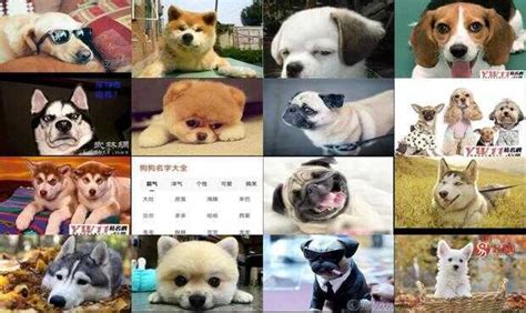 中国本地犬种有哪些？有可爱的，有凶猛的 - 知乎