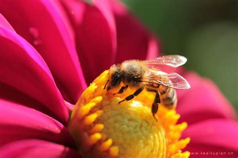 蜜蜂高清图片下载-正版图片502449487-摄图网