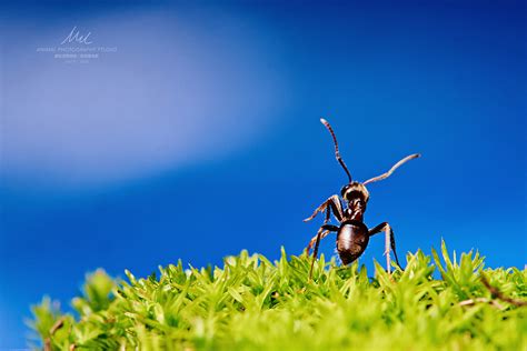 草地上的蚂蚁高清图片下载-正版图片600239391-摄图网