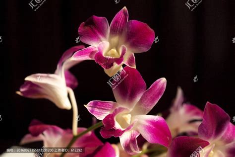 杨兰花图片