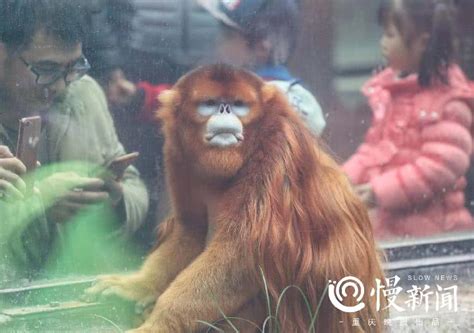 2019上海动物园-旅游攻略-门票-地址-问答-游记点评，上海旅游旅游景点推荐-去哪儿攻略
