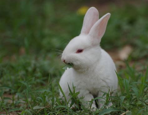 兔兔饲养 - 56宠物网