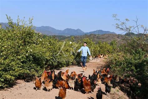 湖北通城：林下养鸡助增收-人民图片网