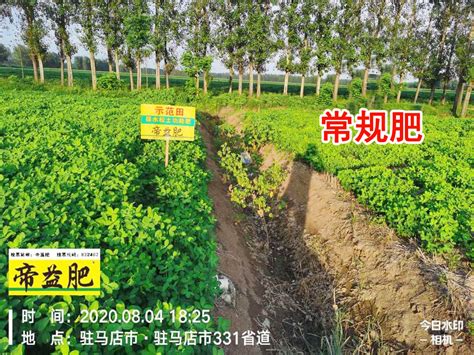 【帝益肥】驻马店西平花生效果回访_帝益生态肥业股份公司