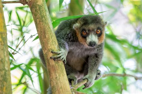 坐在树枝上的竹狐猴高清图片下载-正版图片308018190-摄图网