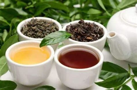 乌龙茶分类及代表茶 乌龙茶四大产区 - 风在香茶网