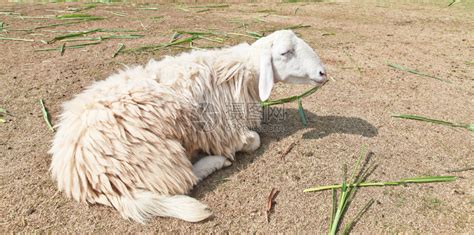 农场里昏欲睡的羊高清图片下载-正版图片507121556-摄图网