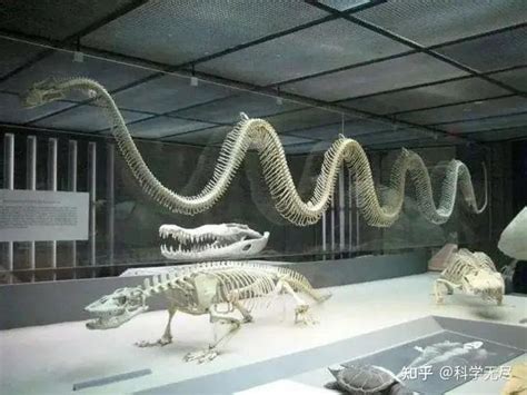 中国蛇类 - 物种信息