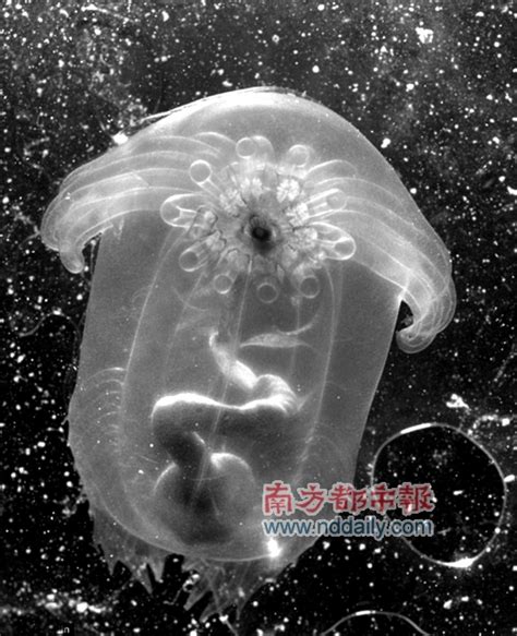 海底一万米有多恐怖？实景拍摄深海生物，长相丑陋凶悍|海底|深海|长相_新浪新闻