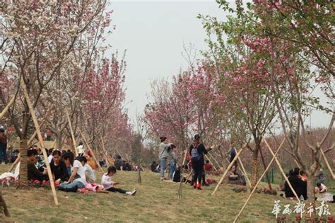 眉山20公里樱花长廊 3月20号起迎来盛花期 - 滚动 - 华西都市网新闻频道