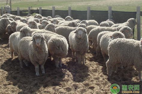 适合北方养羊的品种有哪些 适合北方养殖的山羊品种 - 达达搜