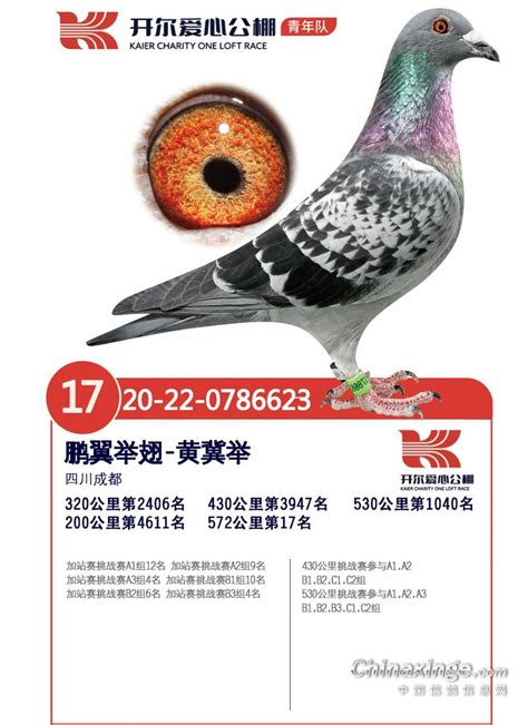 开尔国际赛鸽爱心公棚（青年队）-中国信鸽信息网各地公棚