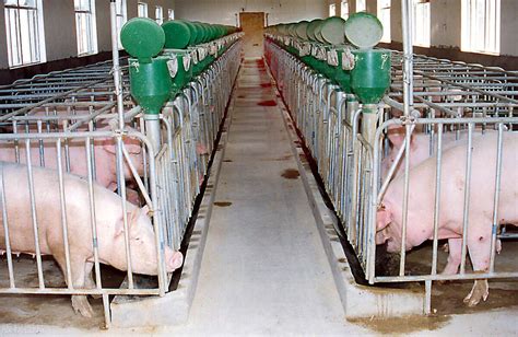 母猪没有奶水怎么办，附催乳方法 - 农敢网