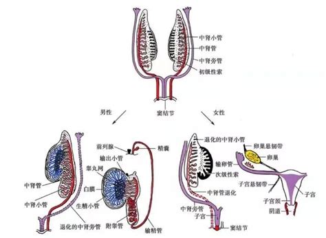 胚胎的生殖系统发育_睾丸_生殖腺_卵巢