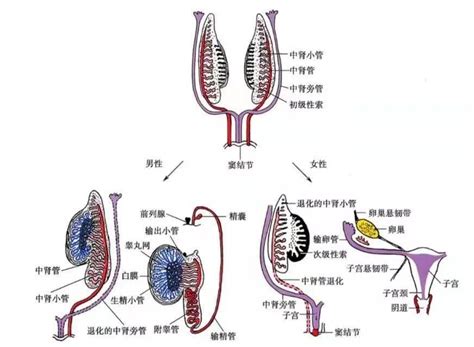 男人睾丸图片