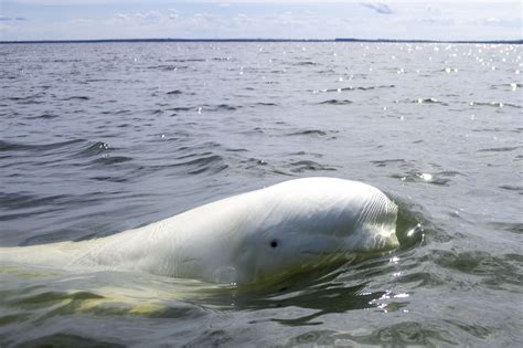 人们为什么要保护白鲸-百度经验