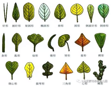 认识叶子的形状_植物