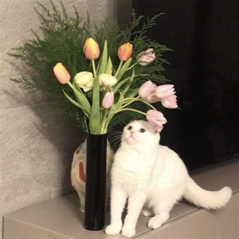 ins背景图猫图片