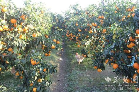 春橙每年能为开州果农带来接近10亿元收入，果园里，农户们正在辛勤采摘。