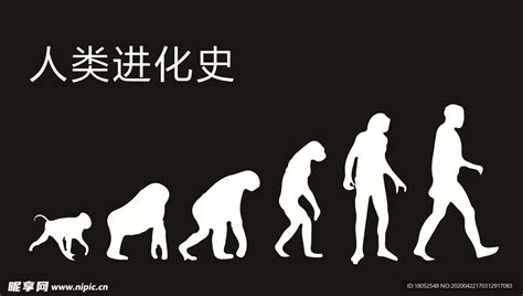 人类进化图图片