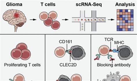 龙沙电转平台在快速疫情研究/阵列CRISPR筛选案例_化工仪器网