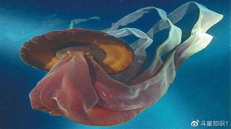这种名叫「Halitrephes maasi」的深海水母……_新浪新闻