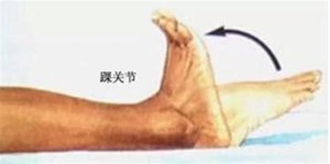 跖屈和背伸的图图片