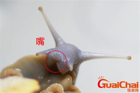 世界上最大的蜗牛到底有多大？拥有2.5万颗牙齿，能吃下一只壁虎！