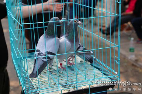 周末带大家了解一下北京主流观赏鸽-中国信鸽信息网相册