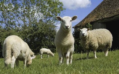 山羊和绵羊的区别是什么？_农业知识 - 农业站